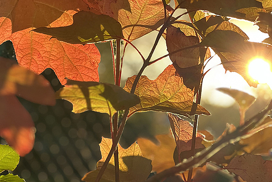 Gartenarbeiten im Herbst Kuster Gärten AG