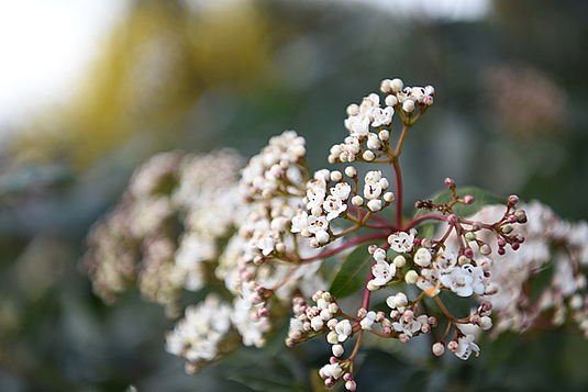 Gartenpflege Kuster Gärten AG Mühleberg
