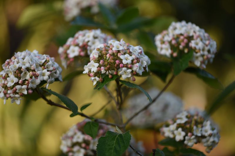 Viburnum Pflanze des Jahres